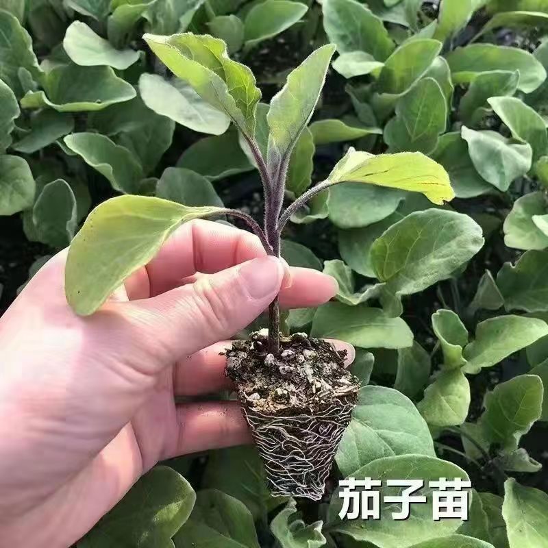 四季茄子苗黑紫红长茄圆茄蔬菜苗辣椒苗秧苗带土茄瓜茄苗阳台盆栽