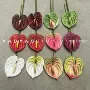 打印手感8cm3d假花