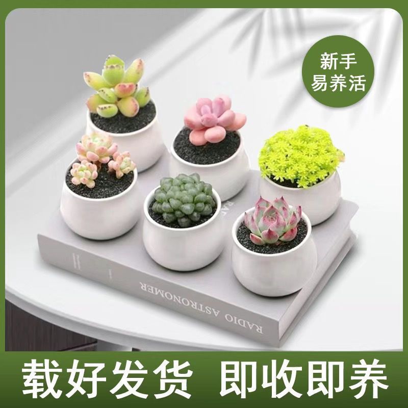 多肉植物盆栽组合新手绿植养易活花卉可爱室内桌面肉肉带盆带土