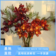 大花蕙兰鲜切花 云南鲜花基地大花蕙兰瓶插桌花花艺装饰