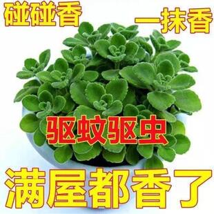 A Touch of Fragrance Potted Plant with Strong Fragrance Green Plant for Living Room Balcony Mosquito Repellent Insect Repellent Touch Fragrance Succulent Plant with Potting Soil