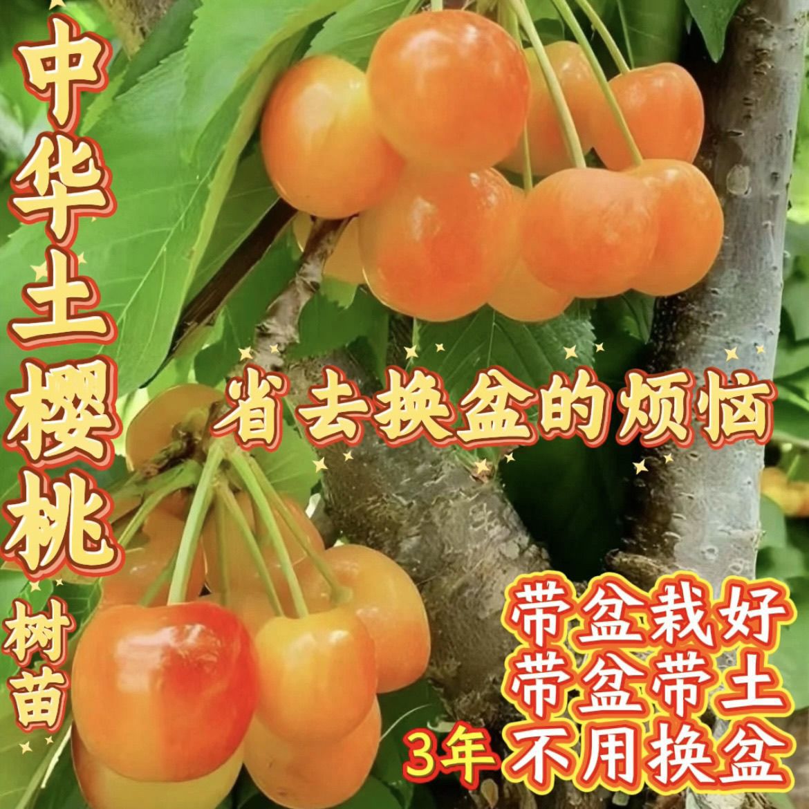 新品种车厘子樱桃树苗中华樱桃苗盆栽地栽南北种植可食用超甜耐寒