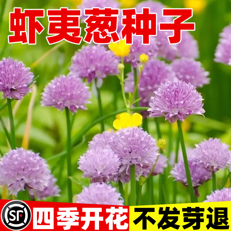 虾夷葱种子四季播种开花观赏小花葱西洋细香葱籽孑可食用阳台盆栽