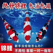 精品纯种锦鲤淡水观赏鱼红白冷水活鱼大正三色招财鲤鱼好养耐活