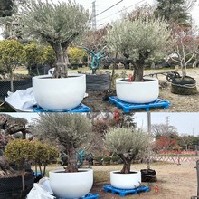 玻璃钢户外大口径种树圆形组合花盆花箱广场公共区域园林公园学校