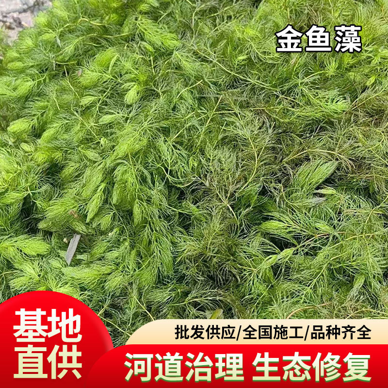 Goldfish Algae, Black Algae, Foxtail Algae, Eye Algae, Bitter Grass, Water Purification Project, Eel Algae, Green Chrysanthemum, Purification Aquatic Plants, Plant Base Goldfish Algae, Black Algae, Foxtail Algae, Eye Algae, Bitter Grass, Water Purification Project, Eel Algae, Green Chrysanthemum, Purification Aquatic Plants, Plant Base