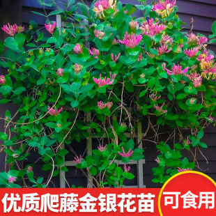 һ�����l����ֲ����y�������ļ��_����ʳ�üt�S�����Ϙ����Ե���