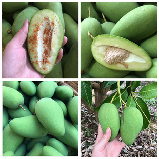 �Fժ�F�l����â����â����â�����rˮ��С��ѿâ����Ƥ��