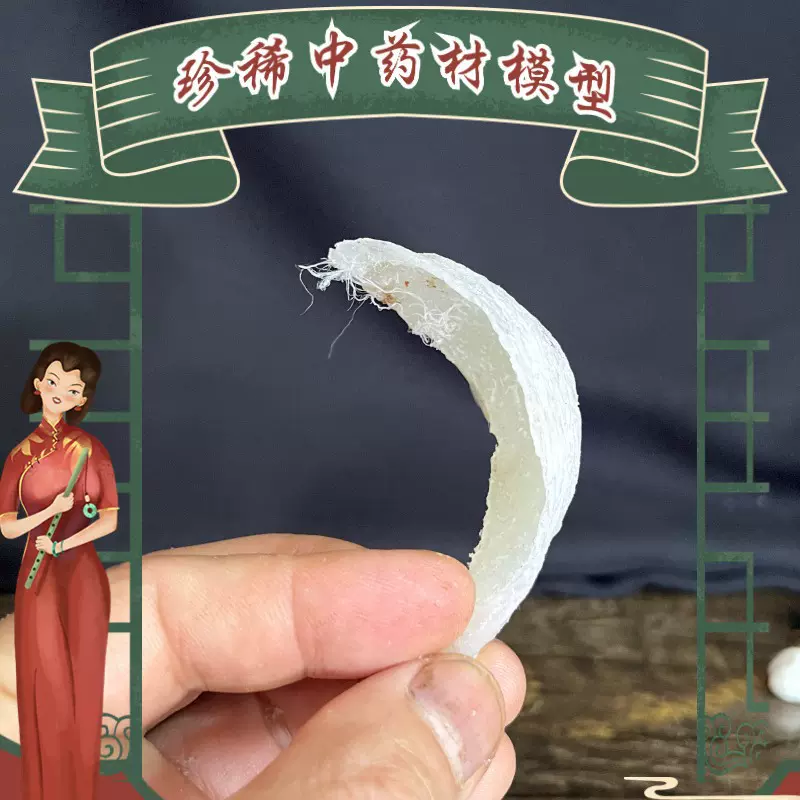 仿真珍稀名贵中药材标本模型道具70多种科普宣传摆件可开票高仿真