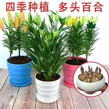 mMڰٺϻذN^ˮļͺ҃ԾGֲ