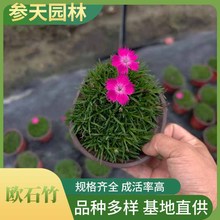 �ؑc�F�ݜؽ��Wʯ��С���Wʯ��󱭚Wʯ�񷽱P�Wʯ���pɫ���Wʯ��