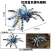 M-683 Brazilian blue bird catcher spider