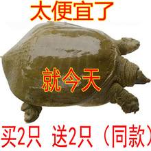 公甲鱼母鱼鲜活小甲鱼苗活体鲜活食用水鱼王八中华鳖苗小甲鱼食材