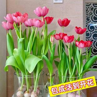 Tulip Bulbs Hydroponic Flower Soil Culture Indoor and Outdoor Balcony Potted Dutch Large Bulbs Flower Seeds Extra Large Bulbs