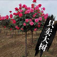 �󻨘䘶�¼������ǘ���¼��ļ��_�����ش󻨻��¼��������͸ߗU