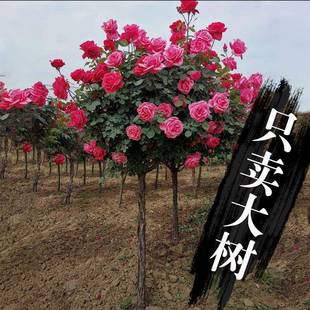 �󻨘䘶�¼������ǘ���¼��ļ��_�����ش󻨻��¼��������͸ߗU