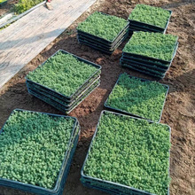 ���~��ײݱ�ѩ�S���f�����ļ�ֱ�lͥԺ�G���ͺ�����Gֲ