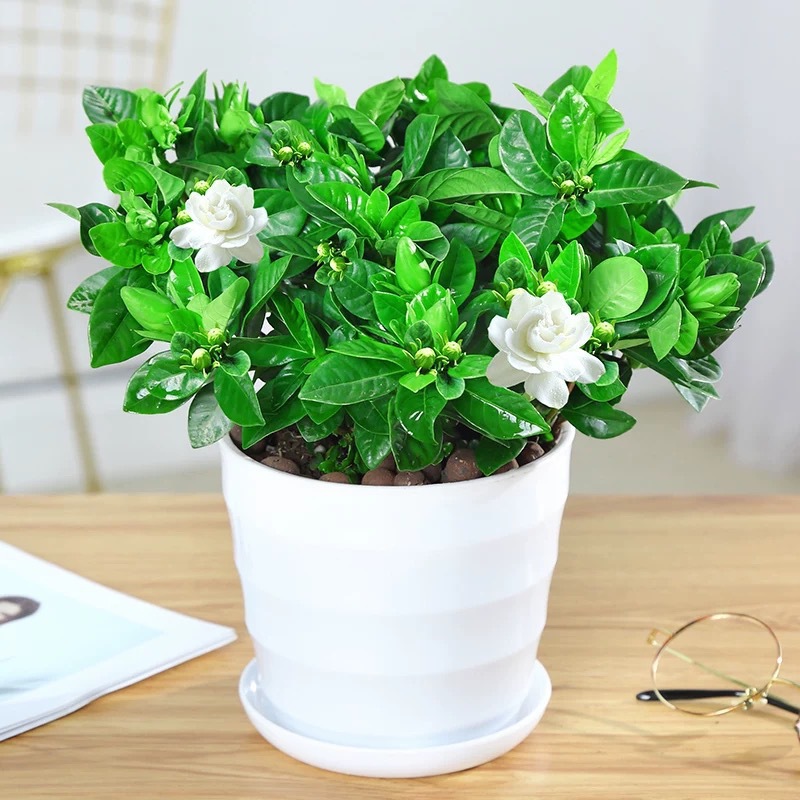 새싹이 있는 대형 치자나무 160 # 【실분지】+비료