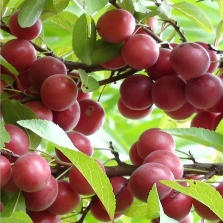 Кальциевые фруктовые семена, новые кальциевые фруктовые семена, семена европейской сливы, высококачественные кальциевые фруктовые семена, сельскохозяйственные кальциевые фруктовые семена