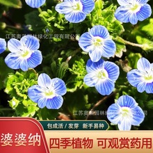 批发 婆婆纳种子 香草花卉种子 蓝色 家庭阳台种植春秋播四季播种