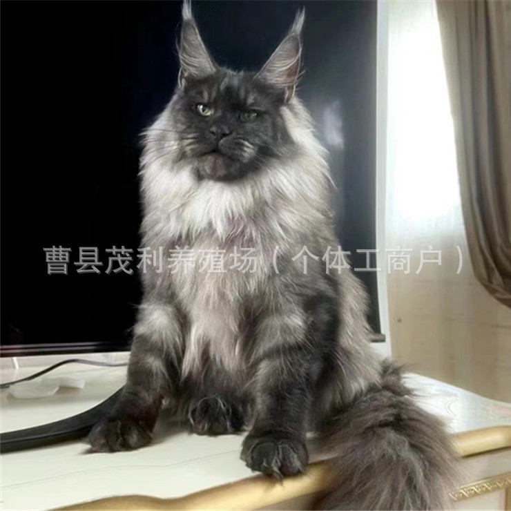 纯种猫活体烟灰缅因猫幼崽活体黑白德文猫咪活物金吉拉拿破仑矮脚