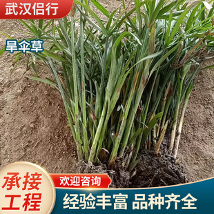 Windmill Grass, Dry Umbrella Grass, Long Inflorescence, Landscaping, Water Bamboo Grass, Wetland, Aquatic Emergent Plant, Greening and Ecological Engineering
