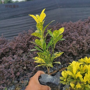 Sprinkled Gold Coral Saplings, Peach Leaf Coral Large Cup Saplings, Courtyard Community Colorful Foliage, Evergreen All Year Round, Easy to Live, Metabo