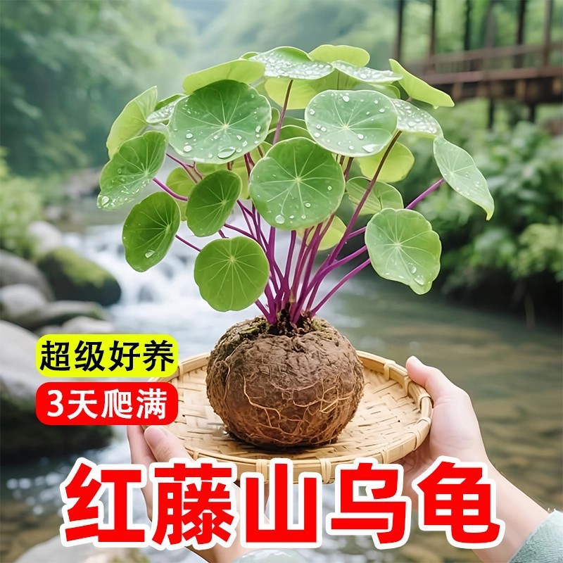 山乌龟植物好养盆栽室内阳台爬藤观叶绿植物一叶龟金不换种球水培
