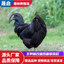 成年產蛋五黑母雞活體養殖批發 純種五黑公雞 綠殼蛋雞幼苗出售