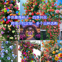 �羳�Nޱ���N�������ⲥ�N��������ֲ���ļ��_����ͥԺ�����¼���