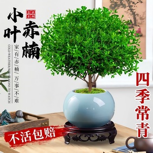 С�~����Ϙ�������̴΢���^�k�����ļ����B��z�ľ��������Gֲ