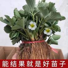 �ļ���ݮ�����ͼt�ݮ������Nֲ��ݮ���Ԯ���Y�����玧������