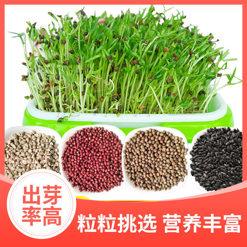 芽苗菜水培阳台种籽豌豆尖豌豆苗芽菜种子新鲜懒人水培蔬菜种子