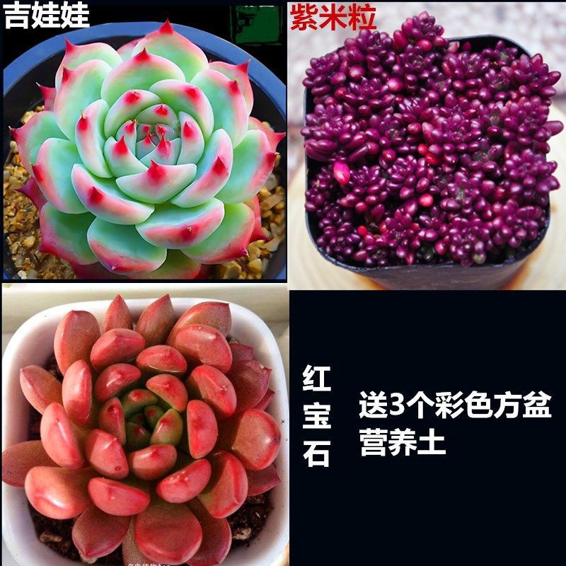 치와와 + 보라색 쌀알 + 루비는 화분이 필요합니다. 화분을 포함하여 주문하세요.