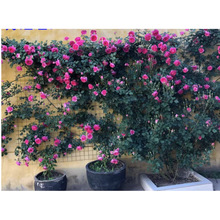 һ�����l�����¼������ļ��_���ٱ��¼��Nޱ��������ͥԺ���̨