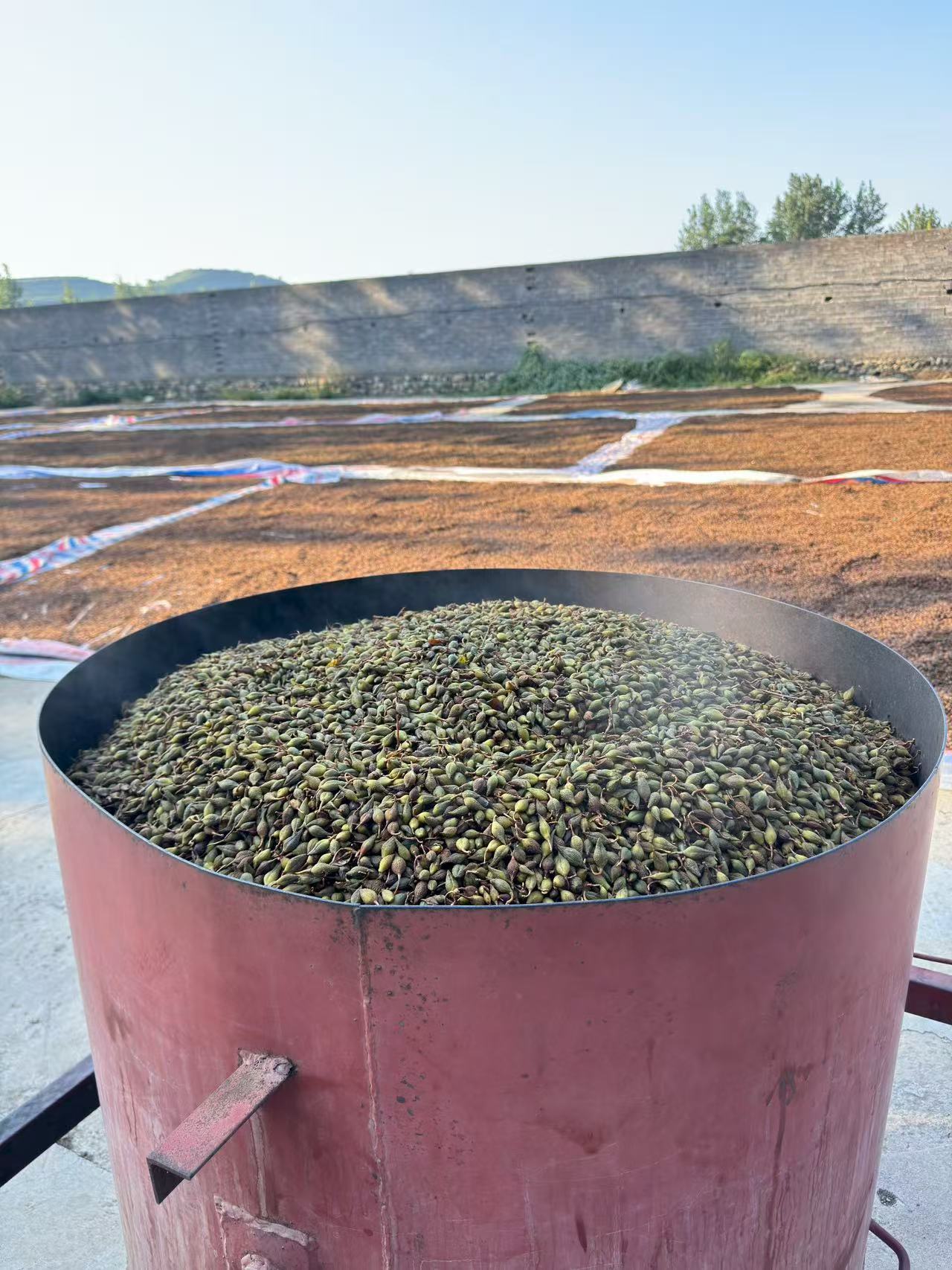 Dried Forsythia Fruit Lian Qiao 500g Selected Grade Sulfur-Free Raw Herb for Decoction and Herbal Tea key features