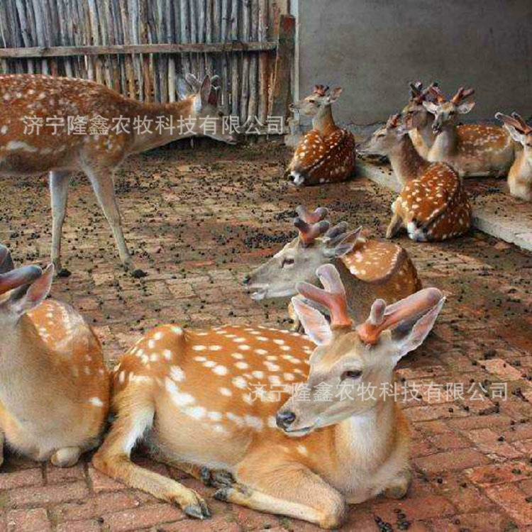 Взаимодействовать, хорошо себя вести, пятнистый олень, чтобы продать взрослый пятнистый олень, оптовая продажа, пятнистый олень, детеныш, живая