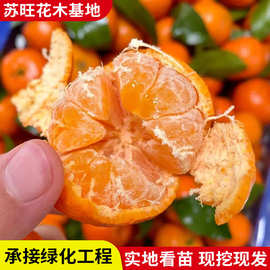 沙糖桔子树苗带果地栽橘子苗树盆栽蜜柑橘砂糖橘子树果苗南方种植