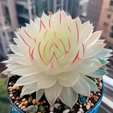 蛇年白娘子玉露组合多肉植物盆栽新手好养肉肉办公室阳台花卉