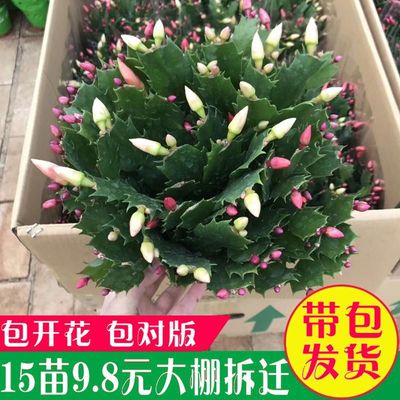 Schlumbergera Deliver goods Seedlings flowers and plants Green plant Four seasons Bloom indoor Potted plant Cold-resistant Manufactor