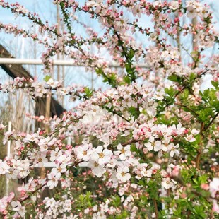 ��ɫѩ��ֲ�ѩ�����Զ���ͥԺ�ͺ��͟Ứ�R��ꎶ�����ľ������