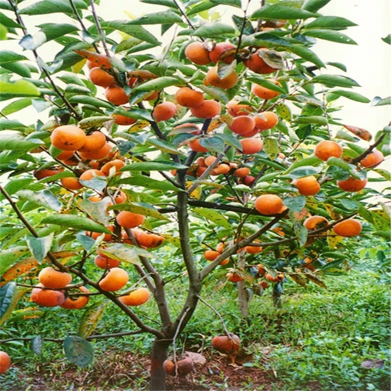 甜脆奶油苹果水果柿子苗树嫁接柿子树果树果苗当年结果南方北特大