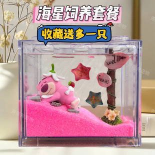 -Starfish Live Star Breeding Package Starfish Mini Small Lazy Pet Children's Gift Internet Celebrity Toy