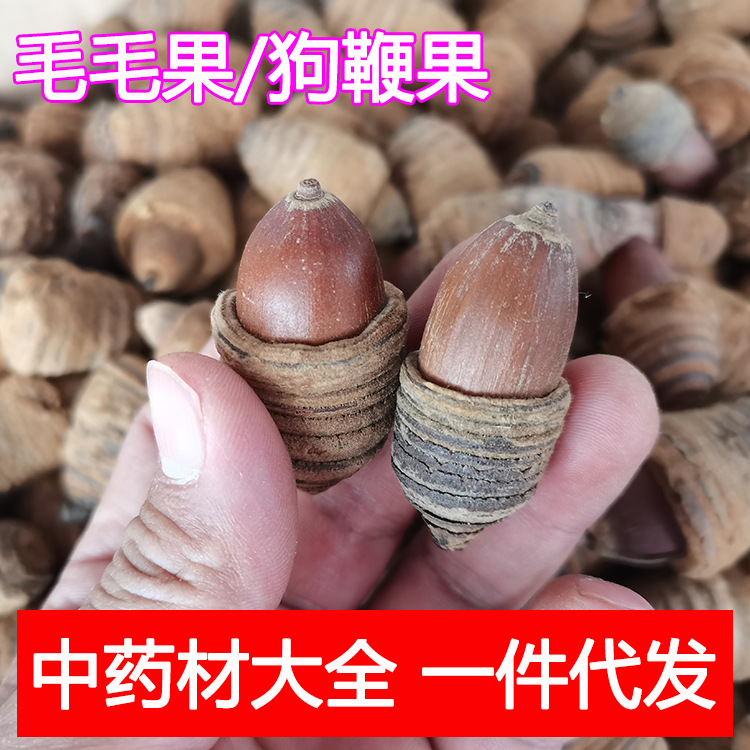 毛毛果 狗鞭果中药材泡酒料狗腰子药材批发可一件代发