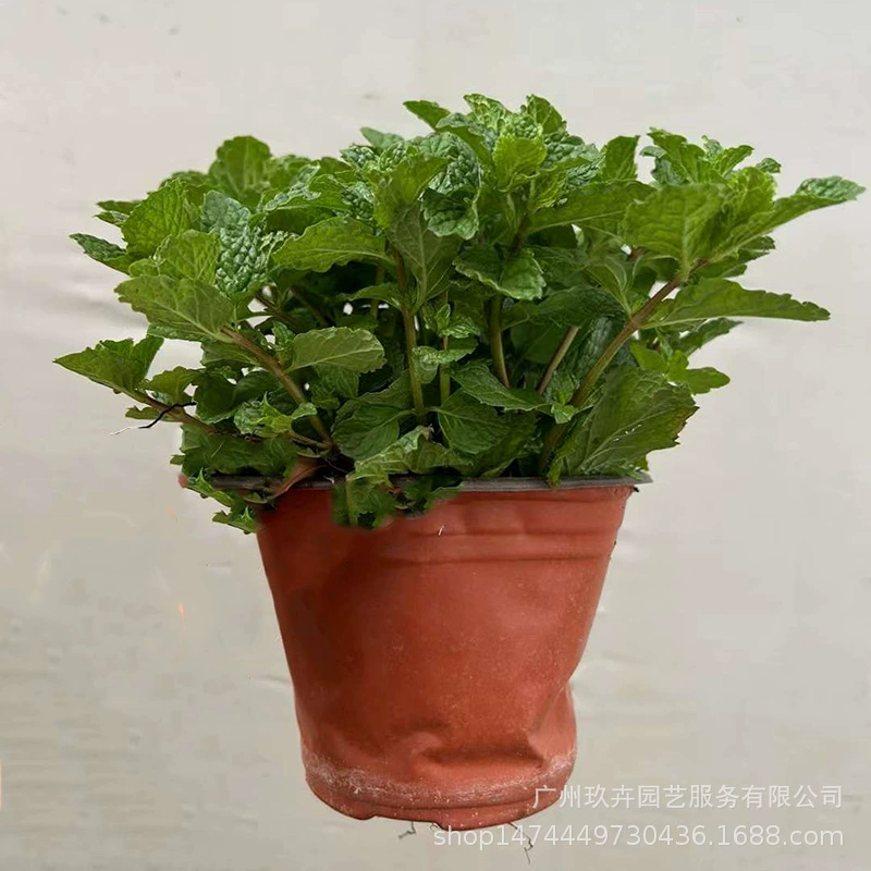 Мята перечная горшечная многолетняя трава дикое растение выносливое и засухоустойчивое ароматическое растение