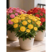 �������l؛�����������Ծջ��ļ��_��ͥԺ�̨���������ܻ���ֲ��