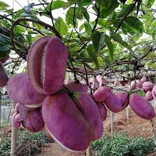 Ұ�����¹ϷN����ɫ�Ϲ����¹Ϙ�ͥԺ����ֲ��ʳ��ˮ������ը�N��