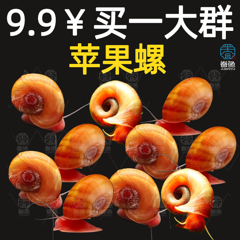 Apple Snail Algae Removal Snail Mini Ornamental Snail Snail Tool Snail Water Plant Tank Moss Removal Cleaning Residual Food Cleaning Snail Free Shipping Apple Snail Algae Removal Snail Mini Ornamental Snail Snail Tool Snail Water Plant Tank Moss Removal Cleaning Residual Food Cleaning Snail Free Shipping