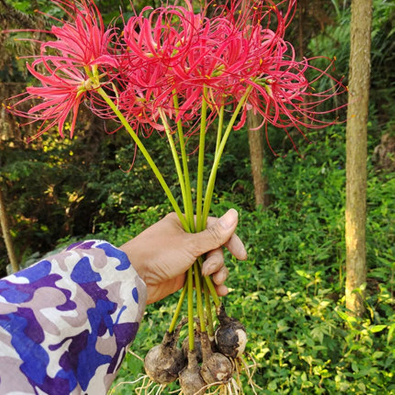 Оптовая Бианхуа Посадка Мяч Lycoris Radiata Посадка Мяч Маньчжушахуа Семян Мандрагора Посадка Мяч Полный Цвет