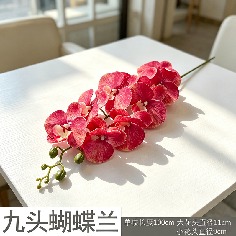 3D Phalaenopsis mới/Đỏ hồng gradient